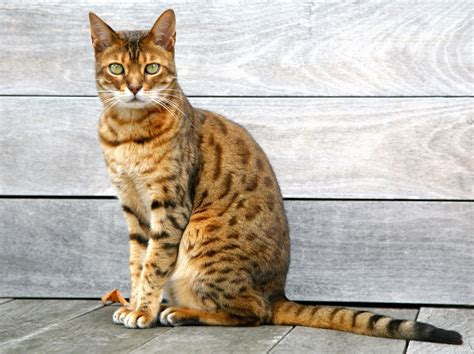 The Largest Domesticated Cat Breeds