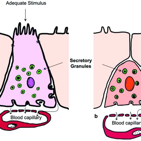 Schematic Representation Of The Enteroendocrine Cells Open A And