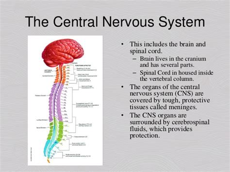 Nervous System Introduction And Central Nervous System
