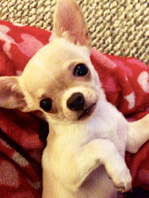Chihuahua Mini Apple Head Puppy Apple Head Chihuahua Chihuahua
