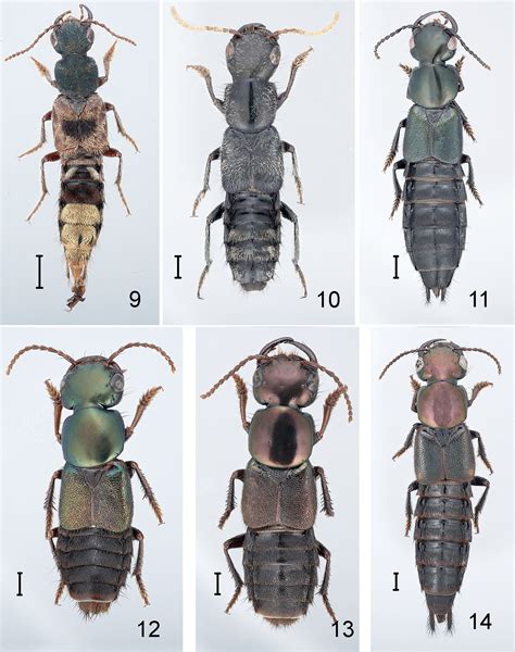Revision Of The Rove Beetle Genus Antimerus Coleoptera Staphylinidae