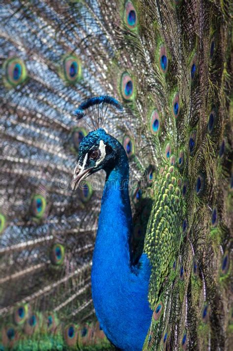 Blue Indian Peacock Male Plumage Stock Image Image Of Indigo