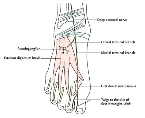 Deep Peroneal Nerve Anterior Tibial Nerve Earths Lab