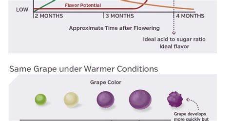 Grape Ripening Chart Food To Grow Pinterest Earth Day Wine And