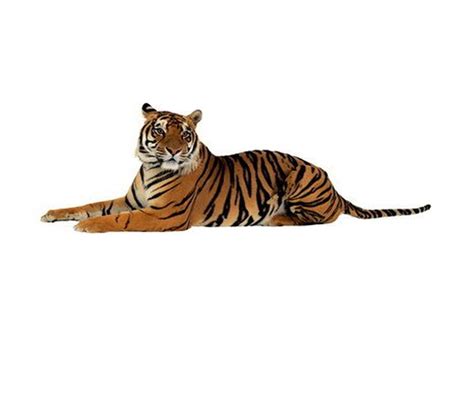 Tigers Png Download 14661240 Free Transparent Tiger Png Download