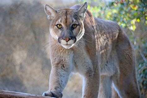 Why A Cougar Probably Wont ‘stalk You — And What To Do If It Does