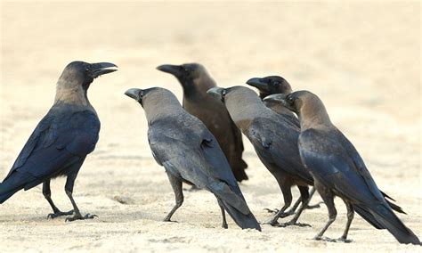 Why Do Crows Gather In Large Numbers 2024