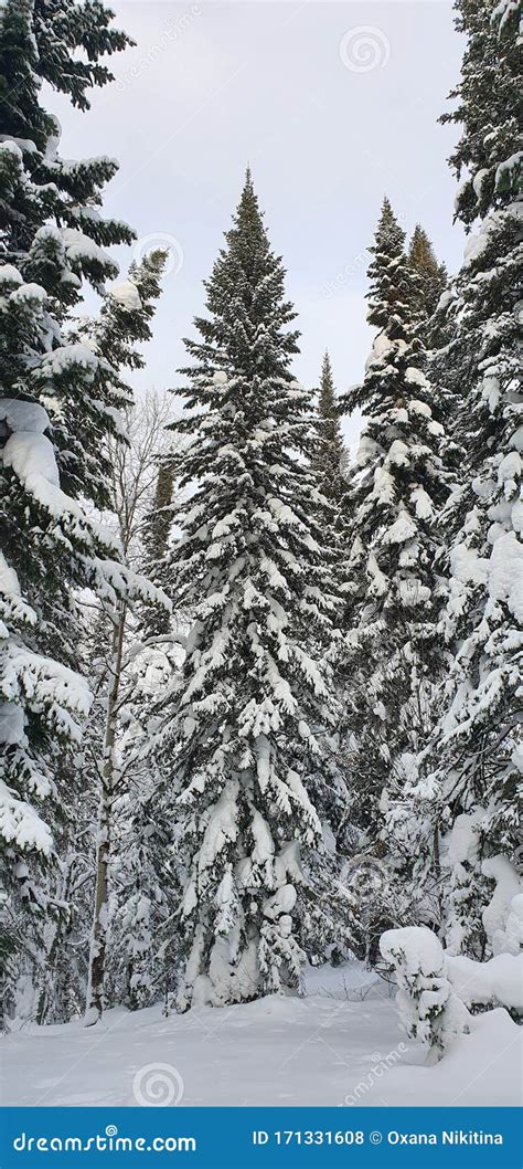 Winter Forest In Siberia Stock Photo Image Of Winterforest 171331608