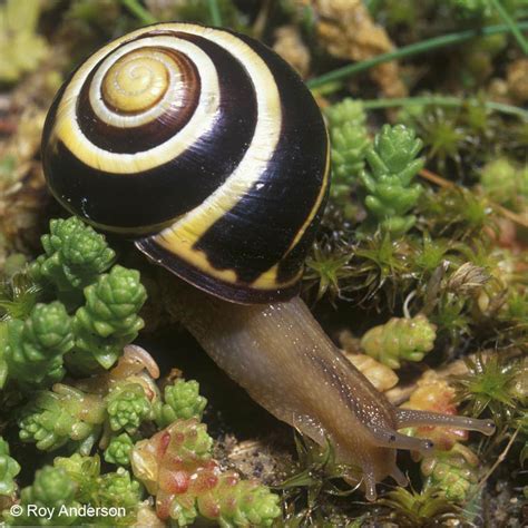 English garden snail in english. Fact Sheet: Cepaea nemoralis