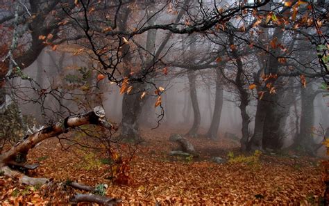Late Autumn In The Forest Watch Hd Backgrounds Beautiful Wildlife For