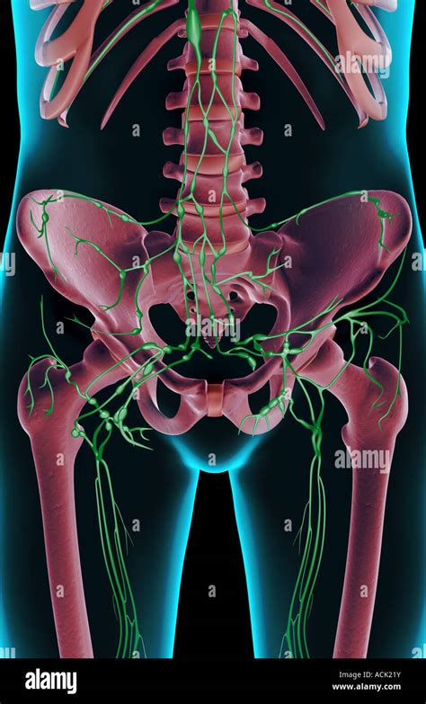 Pelvic Lymph Nodes Photograph By Cnriscience Photo Library Images And