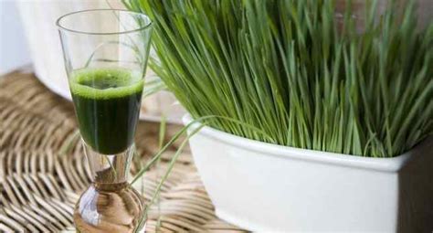 Make sure when buying any cactus juice, get the. Control diabetes and lower blood glucose level with ...