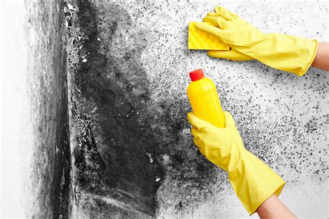 Mold Removal Specialist Certified Mold Redmediation Specialist