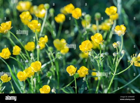 Yellow Buttercup Flowers In Spring Stock Photo Alamy