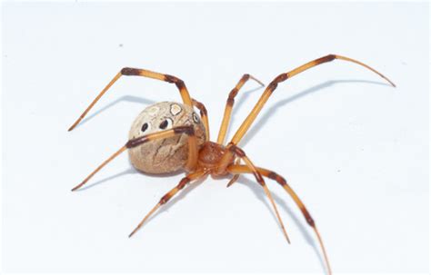 Brown Widow Spiders Of Botswana · Inaturalist