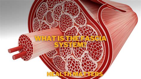 What Is The Fascia System And Why This Is It So Important To Your Body