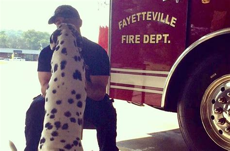 How The Dalmatian Became The Worlds Favorite Fire Dog Barkpost