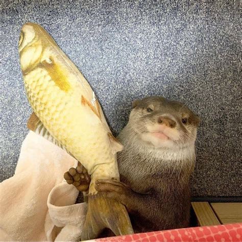 𝖁𝖑𝖆𝖈𝖐𝕱𝖑𝖆𝖌Ⓐ𝖗𝖙🏴‍☠️ On Twitter Rt Otteritarian You Try To Boop I Whack You With Feesh