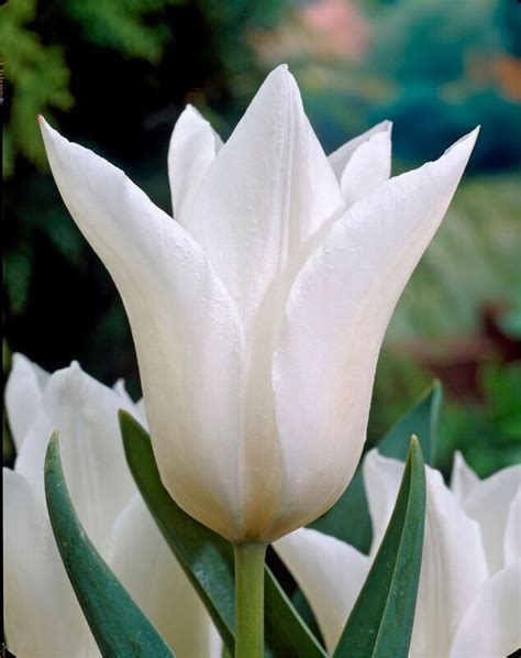 Tulipa Lily Flowering White Triumphator Tulip From Adr Bulbs