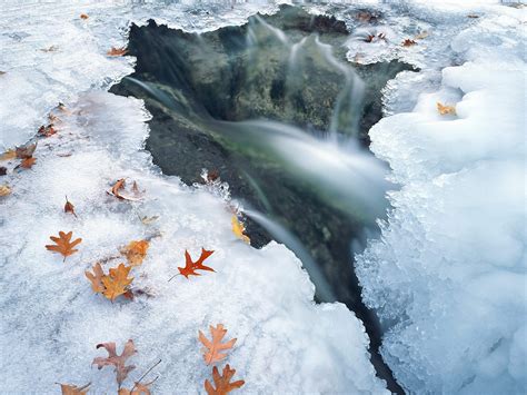Wallpaper Leaves Water Nature Reflection Snow Winter Ice Frost