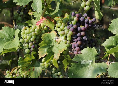 Vineyard Grapes Are Ripening In The Vineyard Stock Photo Alamy