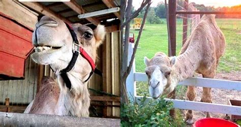 A Rampaging Camel Killed Two Men At A Tennessee Petting Zoo