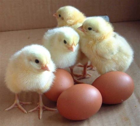 Simply Chicks: Chicken Keeping 101