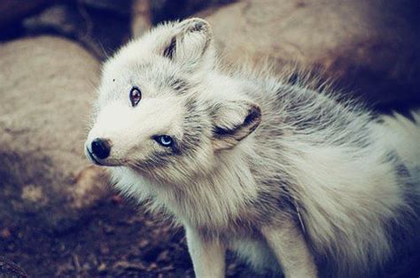 Brown And Blue Eyed Fox Animals Animals Beautiful Cute Animals