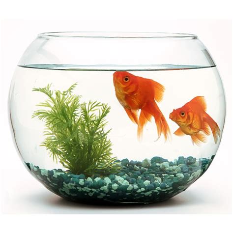 Goldfish Tank Ecosystem Beun Aquarium Fish
