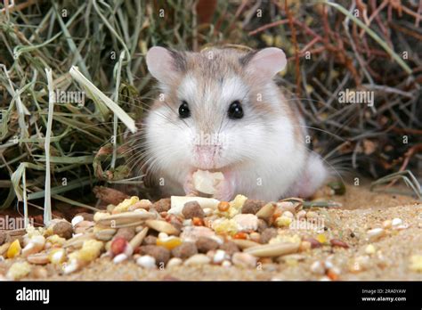 Roborovski Hamster With Food Hi Res Stock Photography And Images Alamy