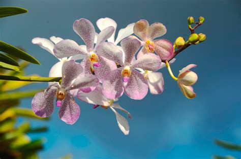 My Sarawak 3rd Ed Orchid Splendour At Taman Orkid Kuching