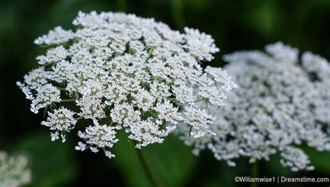 Roadside Wildflowers Queen Annes Lace A Weed Dreamstime