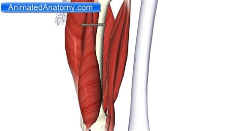 Leg Muscles Diagram Hamstring Muscles Of The Posterio Vrogue Co