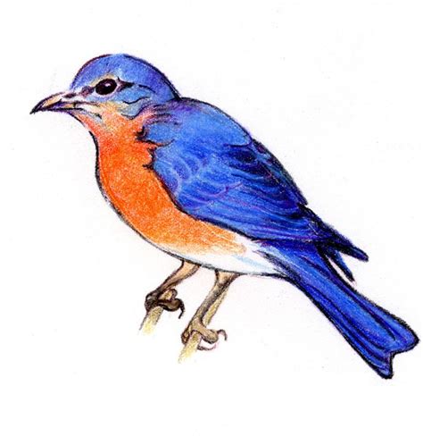 Blue Bird Drawings Clipart Best Bird Drawings Vintage Bird