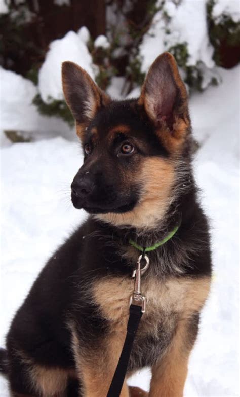 Citywide German Shepherds - North York, ON - 20 Floral Pky ...