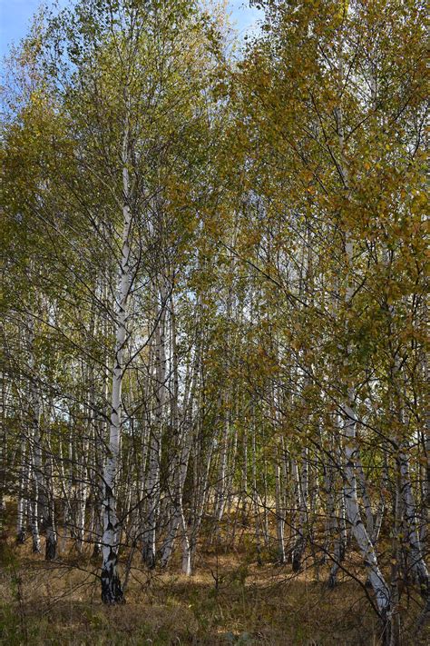Nietypowe liście posiadają brzozy żółta i maksymowicza. Brzoza brodawkowata - Betula pendula - Densiflora.pl