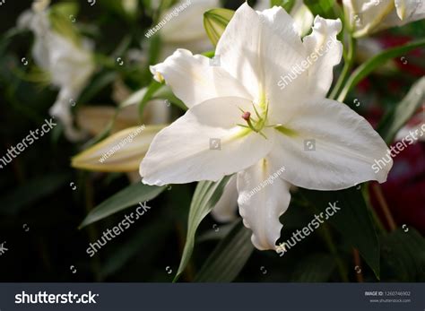Close White Lily Flower Background Stock Photo 1260746902 Shutterstock