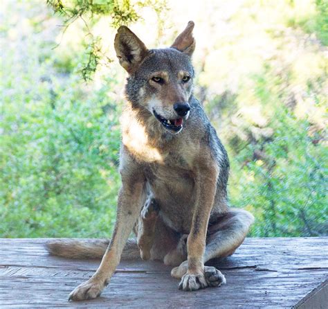 Find the perfect wolf picture from over 2,000 of the best wolf images. Red Wolf - Fossil Rim Wildlife Center