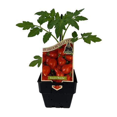 Tomato Red Fig 10cm Tomatoes Garden World Nursery