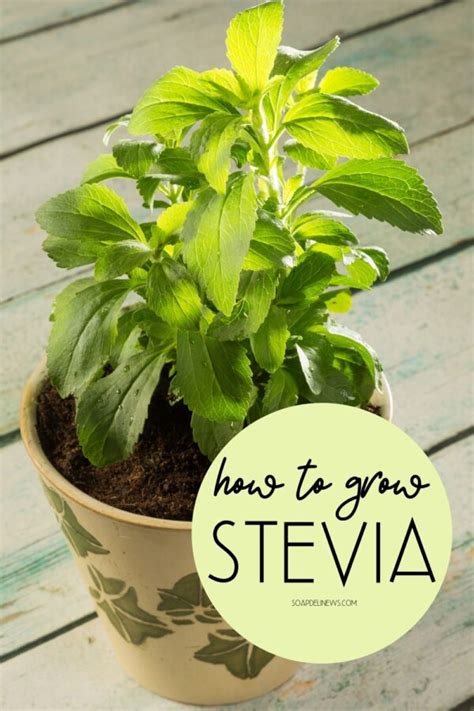 How To Grow Stevia To Use As A Natural Sweetener And Sugar Substitute