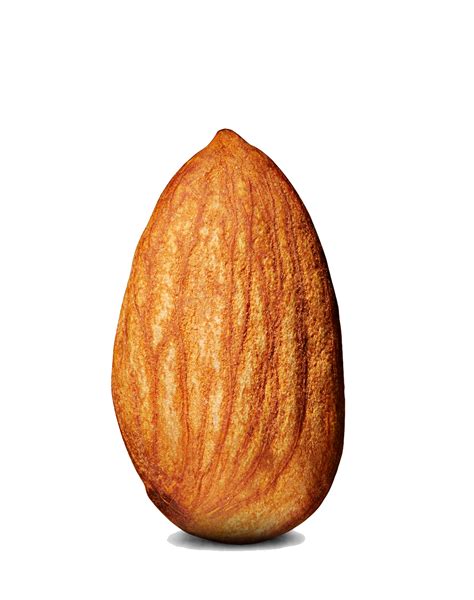 Almond Png Transparent Images Png All