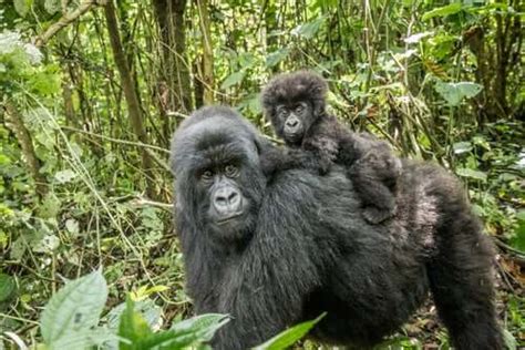 The Gorilla Characteristics Behavior And Habitat My Animals