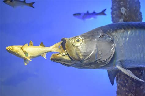 Large Fish Eating A Smaller Fish Exhibit Editorial Stock Image Image