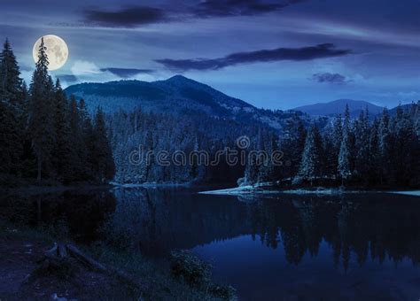 Pine Forest Near The Mountain Lake At Night Stock Image