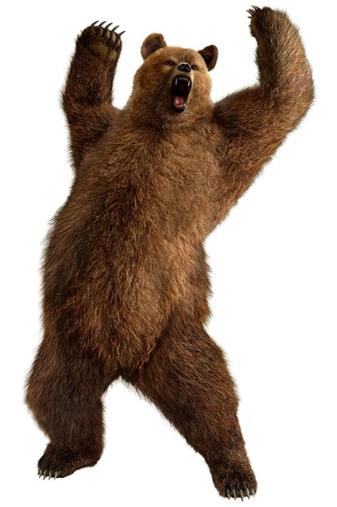 Grizzly Bear Png png image