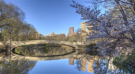 Central Park Bow Bridge Spring Stock Image Image Of Early Flowers