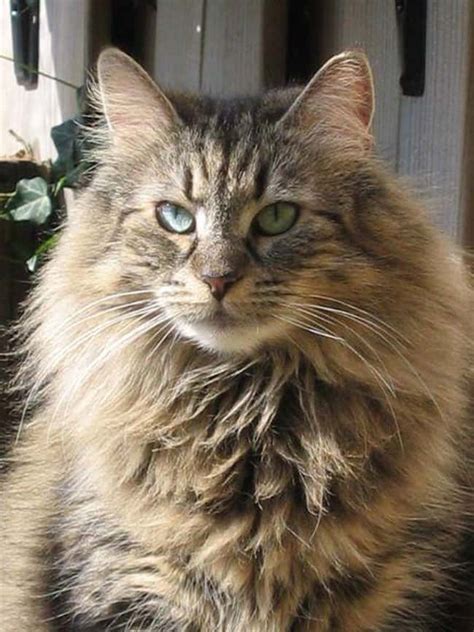 Best Long Haired Cat Breeds List Of Long Hair Cats
