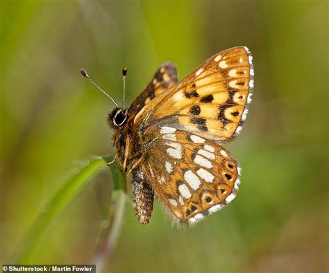 British Butterflies Are At Risk Of Being Wiped Out By Farming