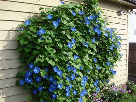 My Morning Glory Glory Morning Glory Flowers Blue Morning Glory