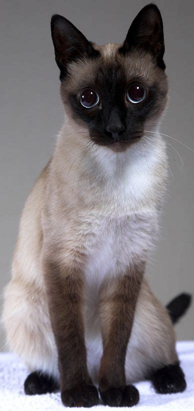 The Traditional Siamese Cat Cat Breeds Encyclopedia Cats Cat